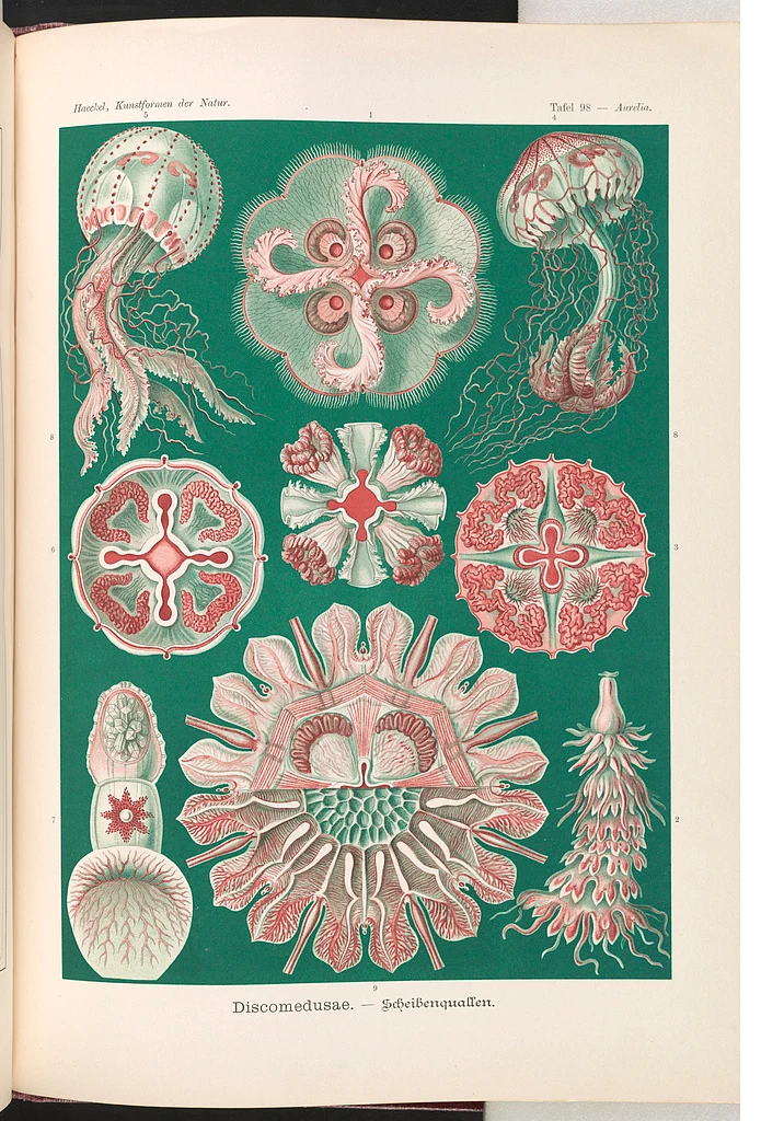 Historical scientific illustration showing several jellyfish forms and anatomy