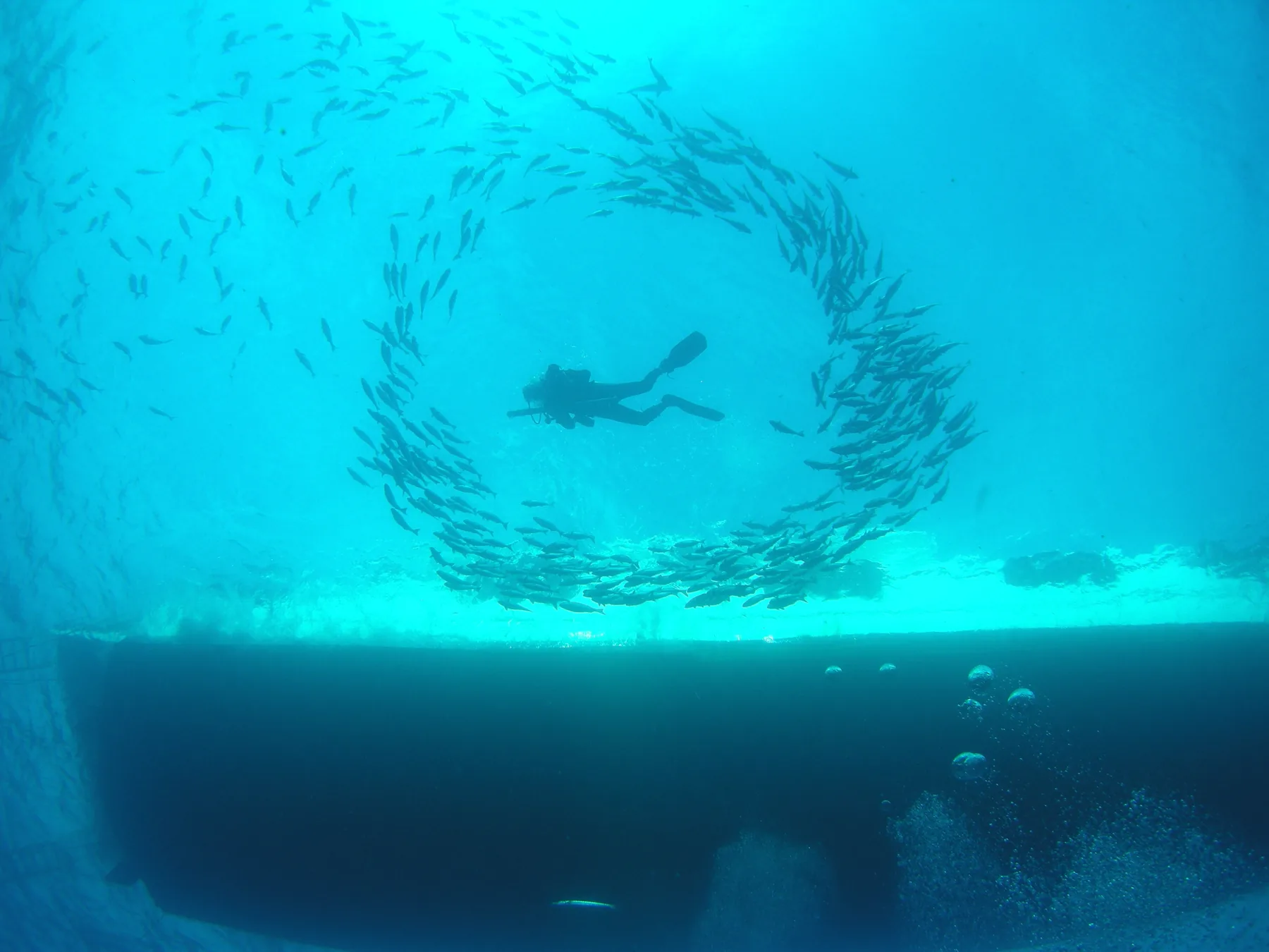 A diver surrounded by a circular school of silver fish