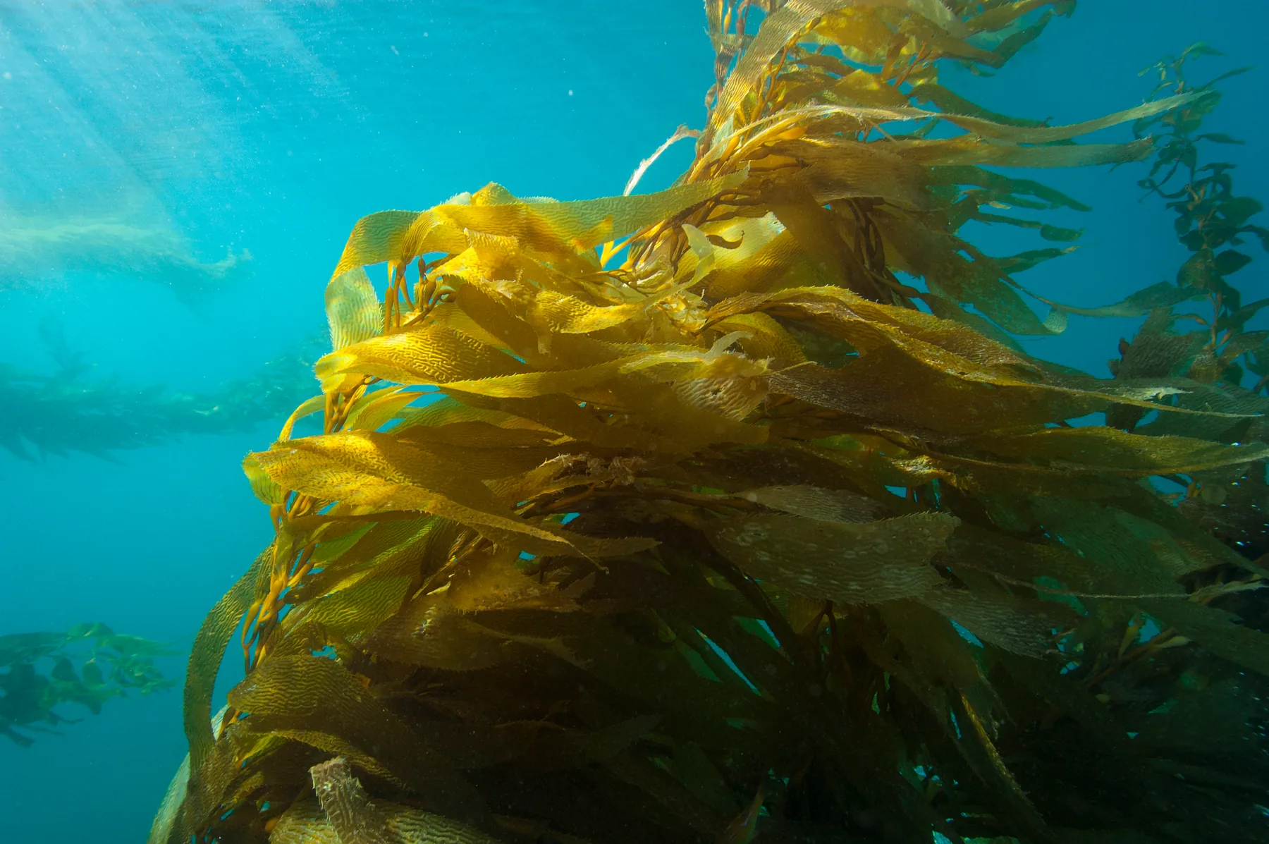 Golden kelp moving through clear cyan water