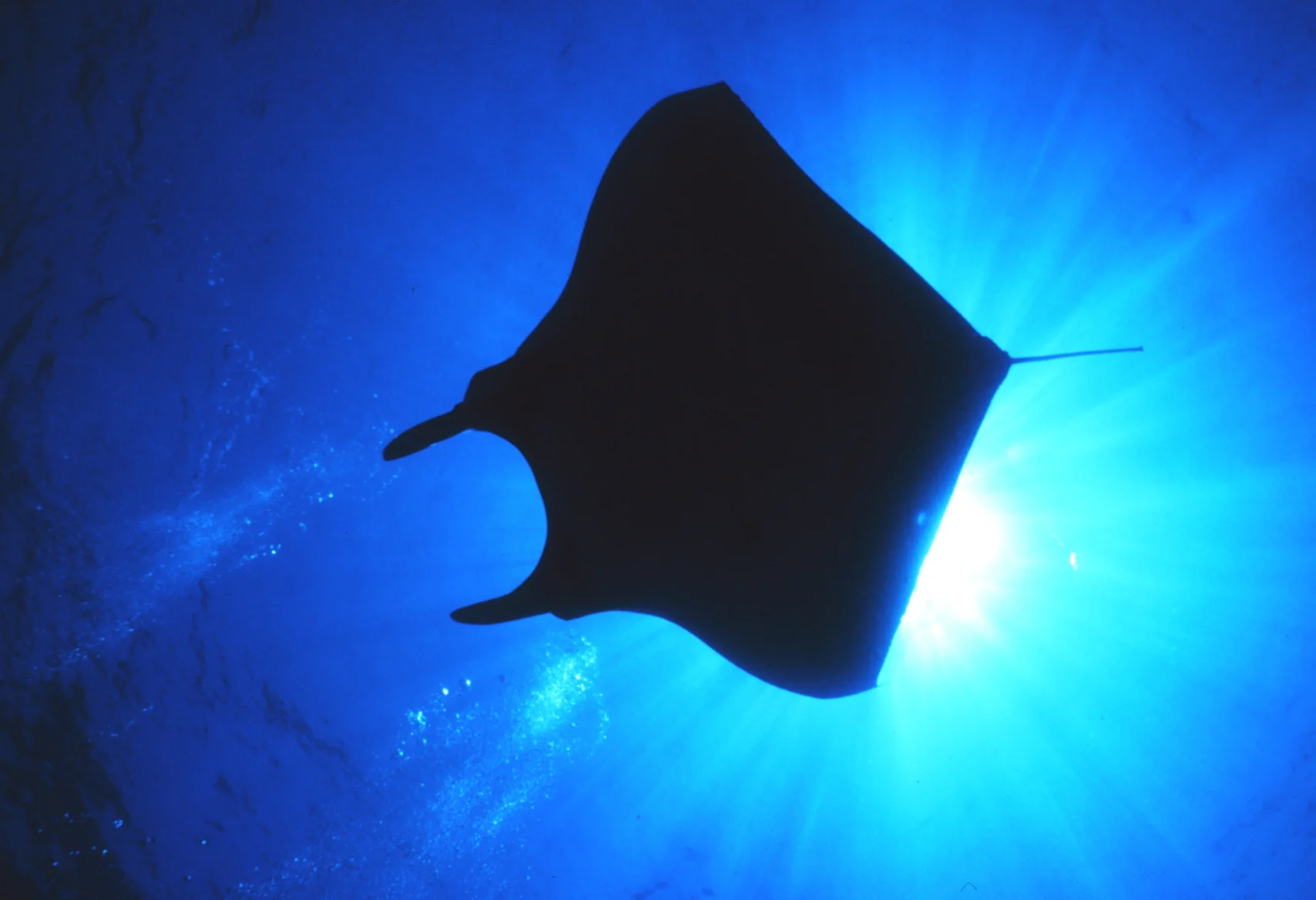 A manta ray silhouetted in clear blue water beneath the sun