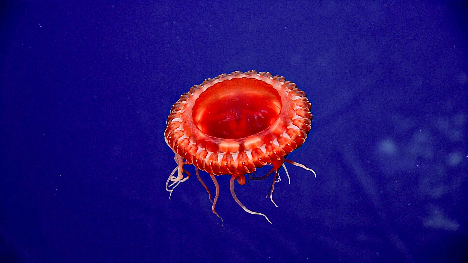 A translucent red jellyfish in deep blue water
