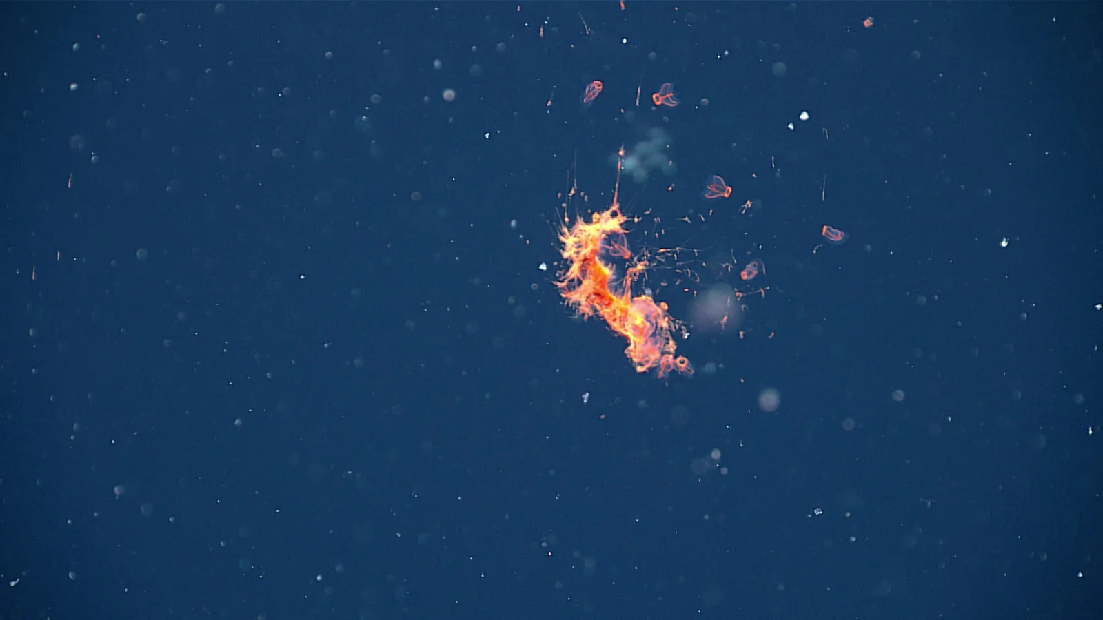 A small orange siphonophore suspended in dark blue water